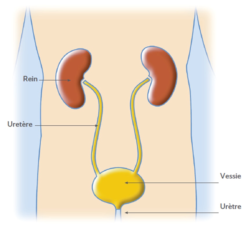 Structures du système urinaire