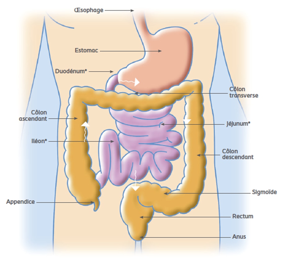L'appareil digestif